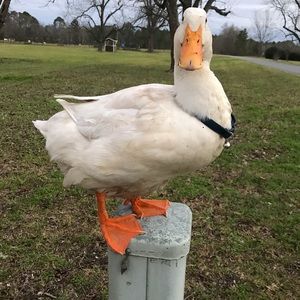 Meet your Posher, Anniston